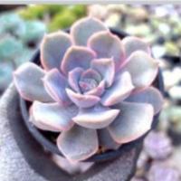 ราคา กุหลาบหินนำเข้า 69 บาท ฟอร์มสวยๆจ้า (4345430453)