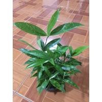 ราคา พญาแหย่แย้ ต้นเทวบุตร เมตตามหาเสน่ห์ ไม้มงคล ส่งพร้อมกระถางตามภาพ (13548548977)