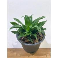 ราคา วาสนาเก้าชั้น_ไม้มงคล (29205796631)