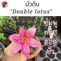ราคา บัวดิน 'ดับเบิ้ลโลตัส (Double lotus)' (18379731083)