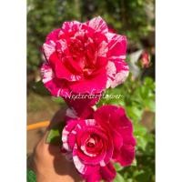 ราคา กุหลาบนิลไดมอนด์ 1 ใน กุหลาบที่หอมแรงไม่เป็นสองรองใคร ดอกสีแดง กุหลาบอเมริกา ดอกขนาดใหญ่ ก้านแข็ง ตรงยาว สีแดงลายขาว (25880445747)