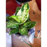 ราคา ต้นเศรษฐีรับเงิน กระถาง5นิ้ว ฟอร์มสวยๆ (8061334276)