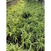 ราคา ต้นไผ่แมว (ใหญ่) กระถาง 8 นิ้ว ต้นหญ้าแมว อาหารแมว หมา กระต่าย (20506102711)