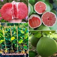 ราคา ต้นส้มโอทับทิมสยาม (ต้นเสียบยอด) (5761935389)