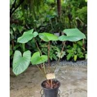 ราคา ว่านเสน่ห์จันทร์แดง (12444612839)