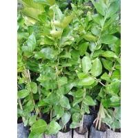 ราคา กิ่งตอนมะนาวแป้นพิจิตร ดก100% (5862410089)