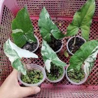 ราคา (เลือกต้น) เงินไหลมาด่างขาว ฮอลแลนด์ เงินไหลมาด่าง เงินไหลมา ด่างขาว ซิงโกเนียม ไม้ด่าง ต้นไม้ syngonium variagated m24 (18381810465)