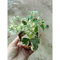 ราคา ต้นพันธุ์ เล็บครุฑด่าง เล็บครุฑ ใบด่าง พร้อมปลูก กระถาง2นิ้ว 29บาท เล็บครุฑสมุนไพรยารักษาโรค (40250457066)