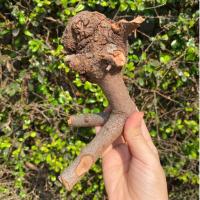 ราคา กาฝากไม้พยุง ไม้มงคลสำหรับบูชา สรรพคุณ ส่งเสริมความมงคลเจริญรุ่งเรือง สำเร็จสมปรารถนา เมตตามหาเสน่ห์ มีพุทธคุณในตัว (21976681533)