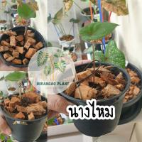 ราคา Caladium บอนสี นางไหม (ต้นเล็ก) (12514541139)