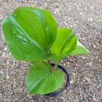 ราคา ว่านนางคุ้ม หรือว่านผู้เฒ่าเฝ้าบ้าน (2288714145)