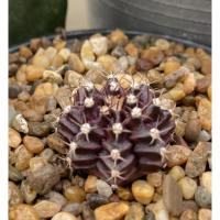 ราคา แคคตัสLB​2178​ x​TIGER​ (8219841646)