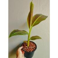 ราคา กล้วยแดงอินโด ด่าง ไม้หน่อ (18865603907)