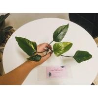 ราคา เสน่ห์จันทร์ดำด่าง จันทร์ดำ (19853578882)