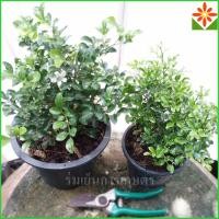 ราคา ต้นแก้วแคระ พวงมณี กระถางใหญ่ 8นิ้ว.แก้วแคระ แก้วแคระพวงมณี (26006417126)