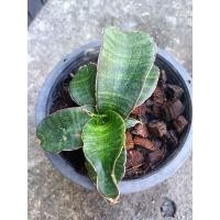 ราคา Sansevieria Humiflora ลิ้นมังกร ฮูมิฟลอรา (29352671375)