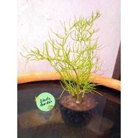 ราคา ต้นเขากวางน้ำ #ต้นไม้หายาก #เขากวางน้ำ #ผักกูดเขากวาง #กูดเขากวางน้ำ #ต้นไม้น้ำ #เลี้ยงปลา (12607087870)