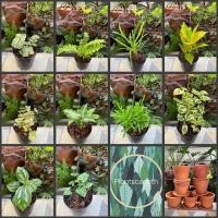 ราคา ปาล์มไผ่แคระ ไม้ฟอกอากาศ (10901127608)