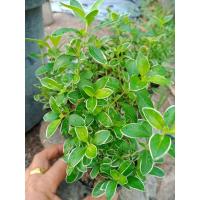 ราคา ต้นข้าวตอกพระร่วงไม้มงคลกระถาง 3 นิ้วด่างขาว (14797741745)