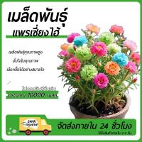ราคา แพรเซี่ยงไฮ้เมล็ดพันธุ์แพรเซี่ยงไฮ้ 10000เมล็ดงอกง่ายดอกซ้อนดอกดกสวยมาก (26137727431)