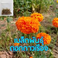 ราคา เมล็ดดอกดาวเรือง สีส้ม ซองละ 300 เมล็ด ## เมล็ดพันธุ์ดอกดาวเรือง ดาวเรือง ดอกดาวเรืองใหญ่ ดาวเรืองดอกใหญ่ เมล็ดดอกไม้ (42507472922)