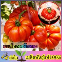ราคา เมล็ดพันธ์ุ มะเขือเทศฟักทองยักษ์ ซองละ2g (28474402004)