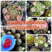 ราคา เมล็ดแมมขนนกเหลือง (Mammillaria Schiedeana) (4136173518)