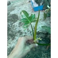 ราคา ฟิโลเดนดรอน พลูจีบ ตัดข้อ (13368496645)