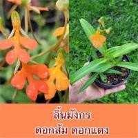 ราคา ลิ้นมังกรดอกส้มกำลังติดดอก (18928278177)