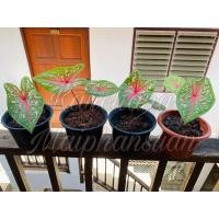 ราคา เจ้ากรุงไกรเซอร์ บอนสี (13141898345)