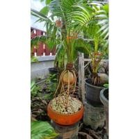 ราคา มะพร้าวบอนไซ​ (น้ำหอม)​ (19865296119)