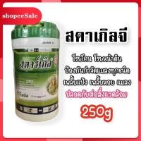 ราคา [แบบขวด] สตาร์เกิลจี (Starkle G) แบบขวดสตาเกิลจี สตาร์เกิล จี สตาเกิล จี สารกำจัดแมลงชนิดดูดซึมเข้าทางระบบรากผลิตภัณฑ์กำ (10728327394)