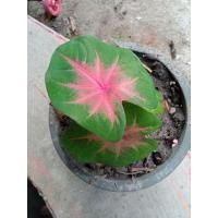 ราคา ต้นบอนสี ช้างเผือกใบบัว สุดยอดของความงาม เน้นโชว์ลวดลายความสวยงามของใบเป็นหลัก (10746332455)