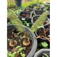 ราคา ต้นปรงป่า ปรงโขด จัดส่งแบบต้น 1ต้น (29916355977)