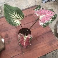 ราคา บอนสีฮกหลง (Caladium) (6894414213)