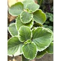 ราคา ต้นหูเสือด่าง หรือเนียมหูเสือ สมุนไพร (12660411627)