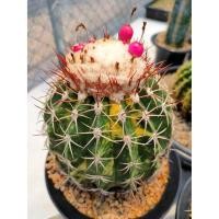 ราคา Cake Cactus Farm เมล็ดเมโลแคคตัสด่าง Melocactus curvispinus variegated (2946370528)