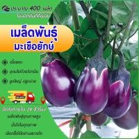ราคา 400 เมล็ดเมล็ดพันธุ์ มะเขือยักษ์ มะเขือม่วงยักษ์ลูกใหญ่ เนื้อเยอะ มล็ดพันธุ์แท้ นำเข้าปลูกผักถูกดี (26913158651)