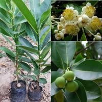 ราคา ้ต้นกระทิงขนาด30ซม.(1ชุด2ต้น) (5577563109)