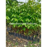 ราคา ต้นกล้าตะเคียนทองหรือต้นเเคนใหญ่ เป็นต้นไม้เศรษฐกิจไทย เพาะเมล็ดในถุงดำต้นสูงๆสวยๆแข็งแรงพร้อมปลูก (29987824672)