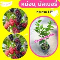 ราคา ต้นหม่อน หม่อน มัลเบอรี่ กระถาง 11" (41500830708)