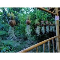 ราคา เคราฤาษีและทิลแลนเซียต้นไม้ฟอกอากาศ (13811090774)