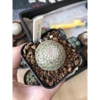 ราคา Mammillaria lenta : Cactus (6662401950)