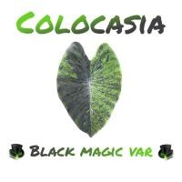 ราคา บอนแบล็คเมจิกด่าง,กลาย ( Colocasia black magic var. ) / โคโลคาเซีย แบล็คเมจิกกลาย (14215610959)