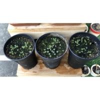 ราคา เมล็ดไลทอปคละสายพันธุ์ 100% ราคาถูก (6660248610)