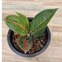 ราคา B0003 ต้นไม้มงคล ทรัพย์มงคล (กระถาง 5 นิ้ว) (23270972987)