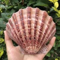 ราคา หอยเชลล์นางพญายักษ์ Queen scallop12-18cm หอยเชลล์ยักษ์หายากสำหรับสะสมและตกแต่งบ้านหรือจานอาหารพรีเมียม (19482648386)