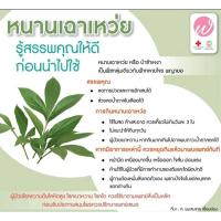 ราคา สมุนไพรจีน หนานเฉาเหว่ย ป่าช้าเหงา กิ่งสำหรับชำ ต้นไม้ปลูกง่าย หนานเฟยเฉา หนานเฟยซู่ ป่าช้าหมอง Bitterleaf tree ใบสด (10234665891)