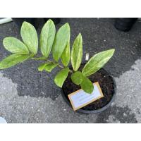 ราคา กวักมรกตด่าง15ใบด่างทุกใบ (13547143589)