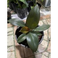 ราคา ต้นกุมารดำเรียกทรัพย์ Philodendron black cardinal (6996496308)